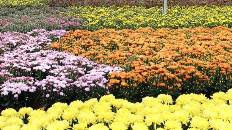 Turismo Paulista: ‘Estufas Abertas’ mostra bastidores das fazendas de flores e plantas de Holambra