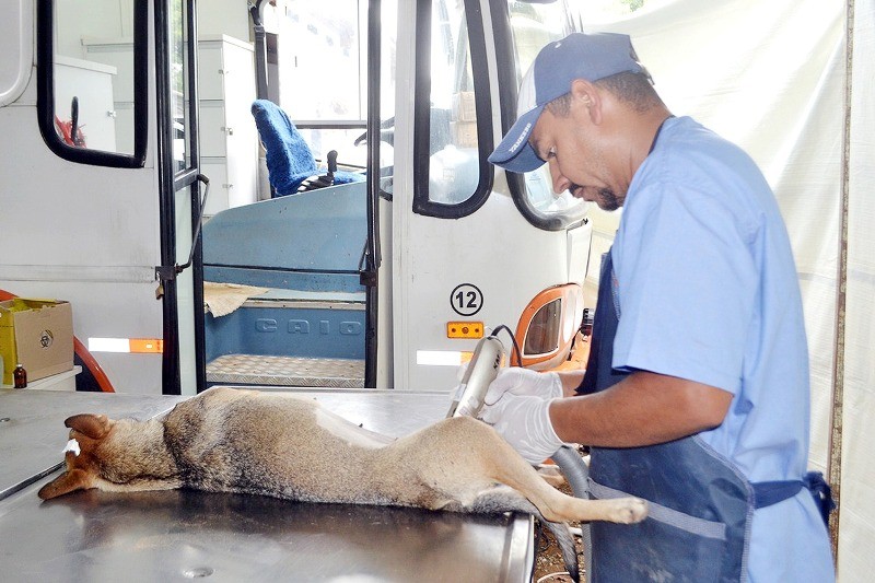 Sumaré abre cadastramento no dia 9 para castração de animais domésticos