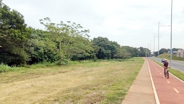 Seminário discute árvores leucenas e impacto negativo no meio ambiente