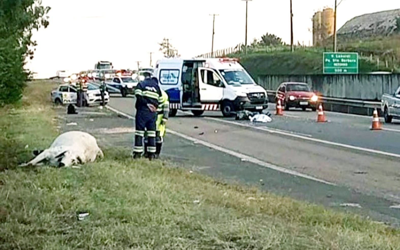 Motociclista morre depois de atropelar vaca na SP-101