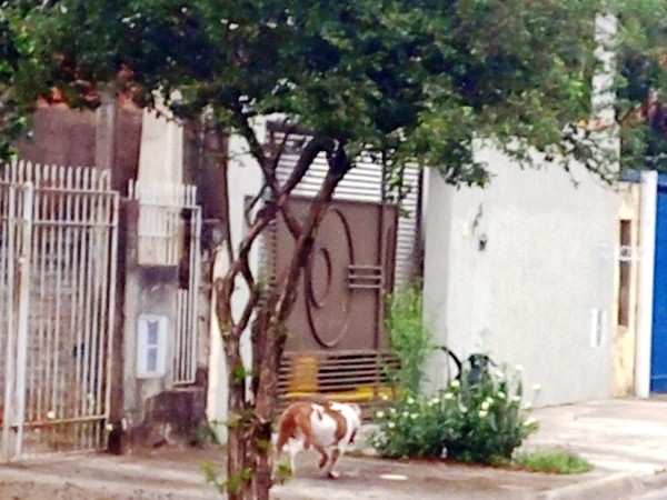 Pitbull solto em rua mata animais e aterroriza os moradores em Hortolândia