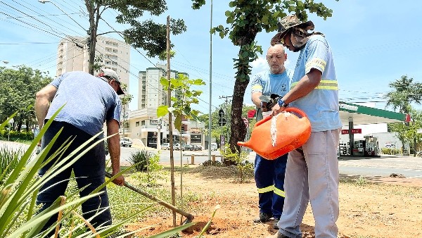 Nova Odessa faz substituição de árvores condenadas por novas mudas de ipês