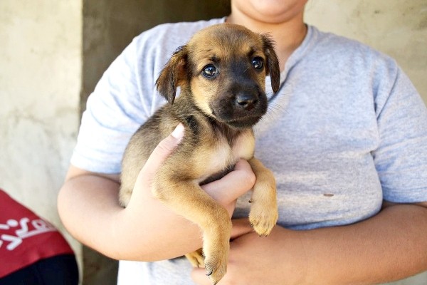 AAANO registra redução no número de animais acolhidos no abrigo em 2023