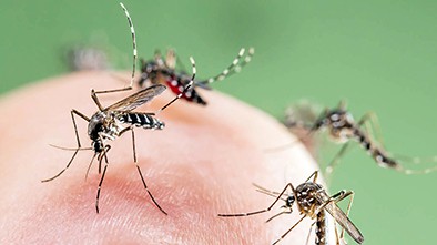 Com calor concentrado, região chega a 22 mil casos de dengue e 61 pacientes em estado grave