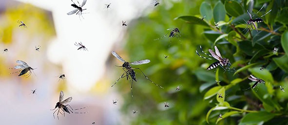 Vereadores de Hortolândia endurecem combate à dengue e aprovam multas