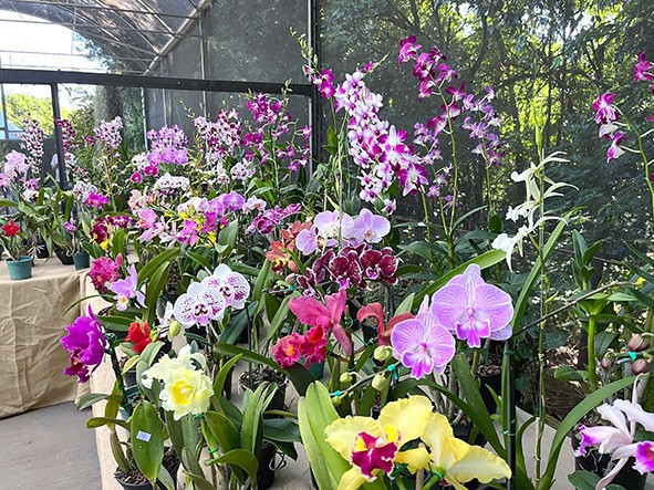 Mostra de Orquídeas movimenta Sumaré neste fim de semana