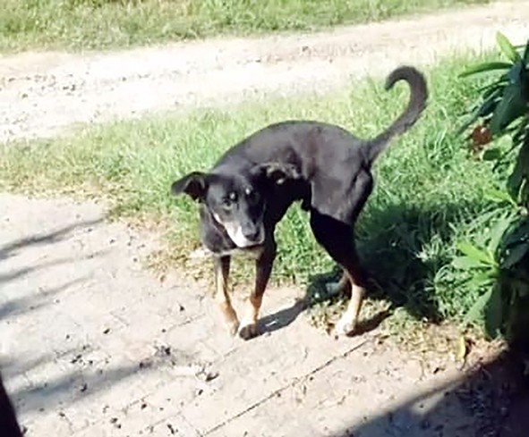 Idosa é atacada por cão e fica ferida em Monte Mor