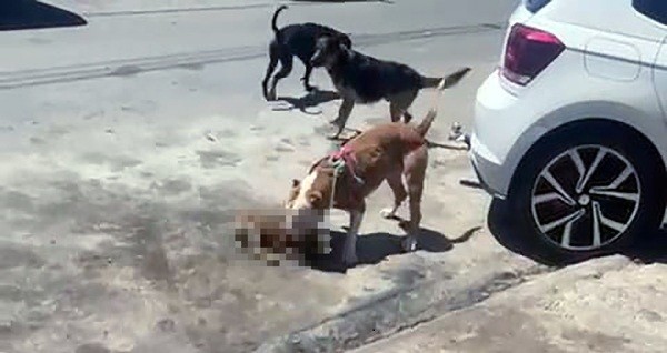 Cachorro de dois meses morre ao ser atacado por pitbull e caso gera tumulto em Sumaré