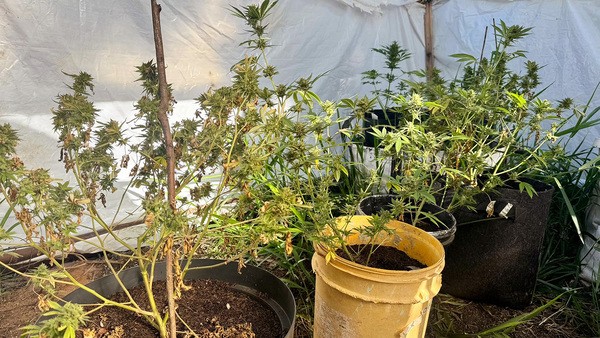 Polícia Civil localiza estufa com pés de maconha em operação em Sumaré