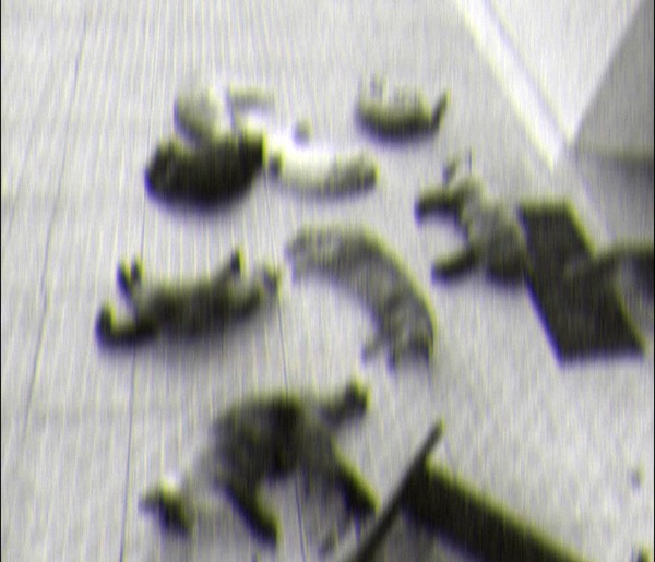 Felinos são encontrados mortos em Paulínia