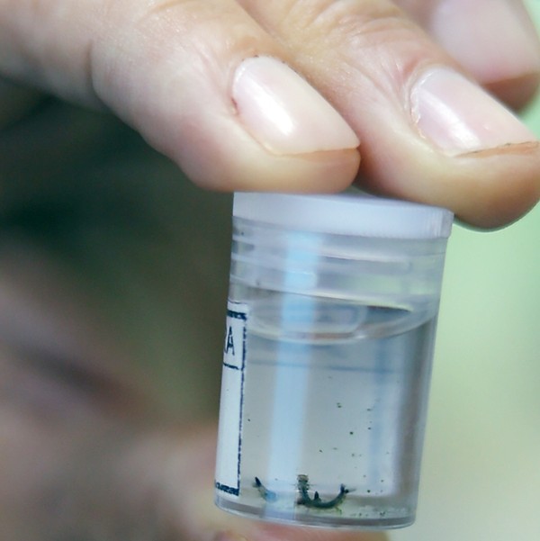 Hortolândia continua com contagem de larvas de Aedes aegypti