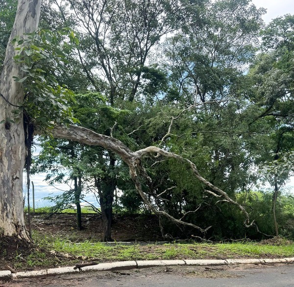 Chuva derruba árvore de grande porte e bloqueia Av. Brasil, em Nova Odessa