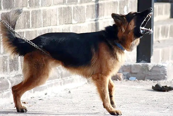 BRK faz treinamentos para prevenção de ataque de cães contra agentes comerciais