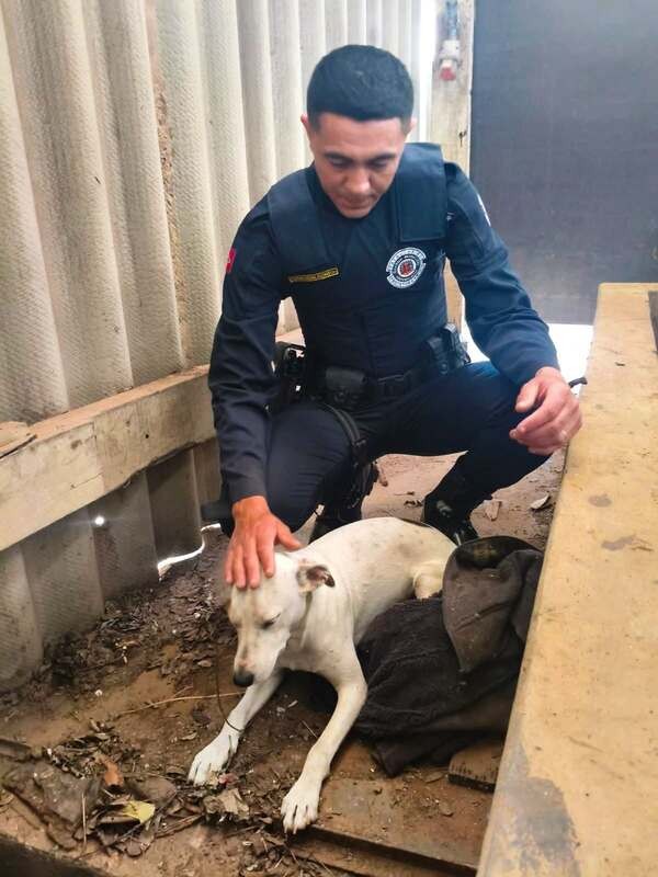 Guarda Municipal resgata cão preso em barracão abandonado em Americana
