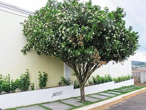 Sumaré inicia substituição de plantas de murta após determinação do Estado