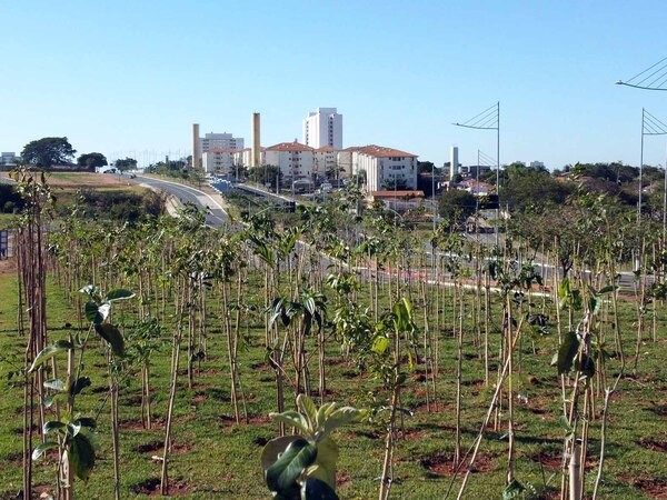 Hortolândia confirma 4ª microfloresta urbana com 200 mudas nativas