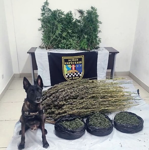 Baep encontra estufa com cultivo de maconha e prende mulher em Sumaré